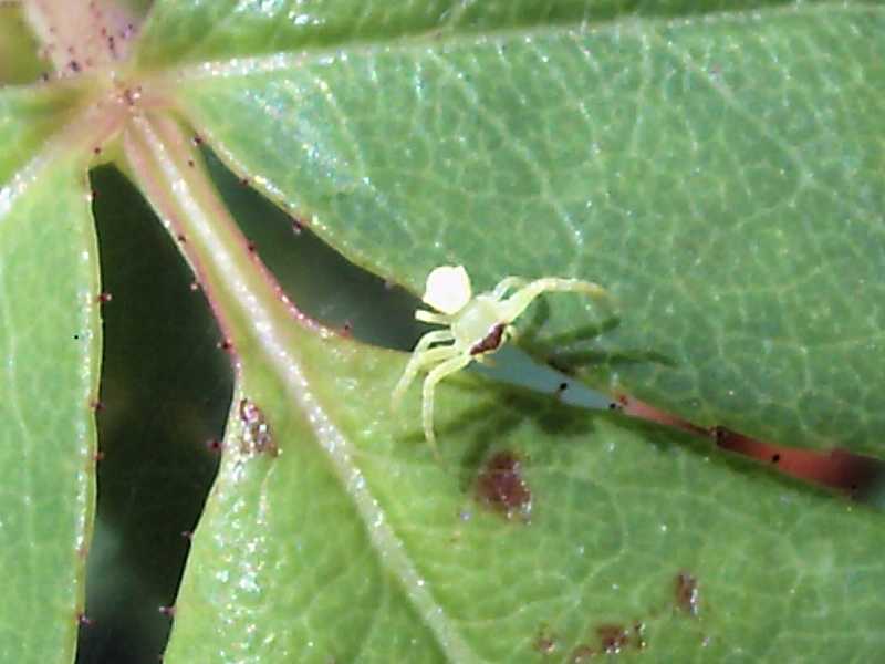 Thomisus onustus